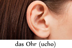 das_ohr.jpg