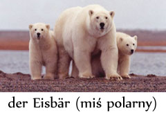 niedzwiedz-polarny.jpg