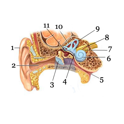 budowa ucha