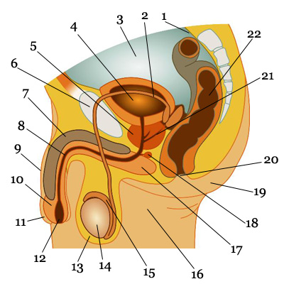 męskie narządy