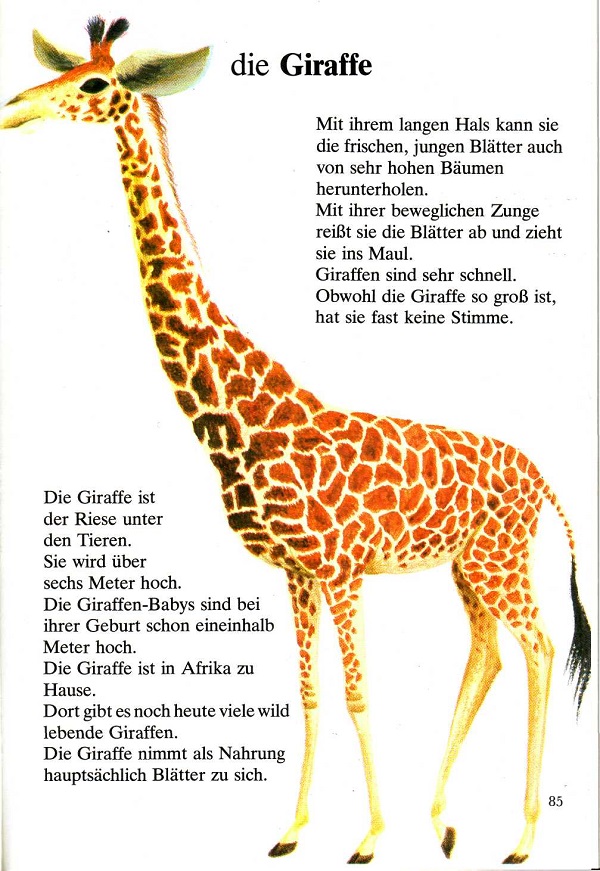 die Giraffe
