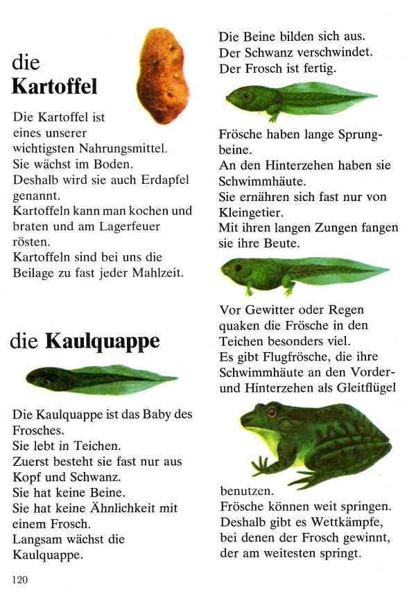 die Kartoffel