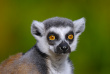 lemur